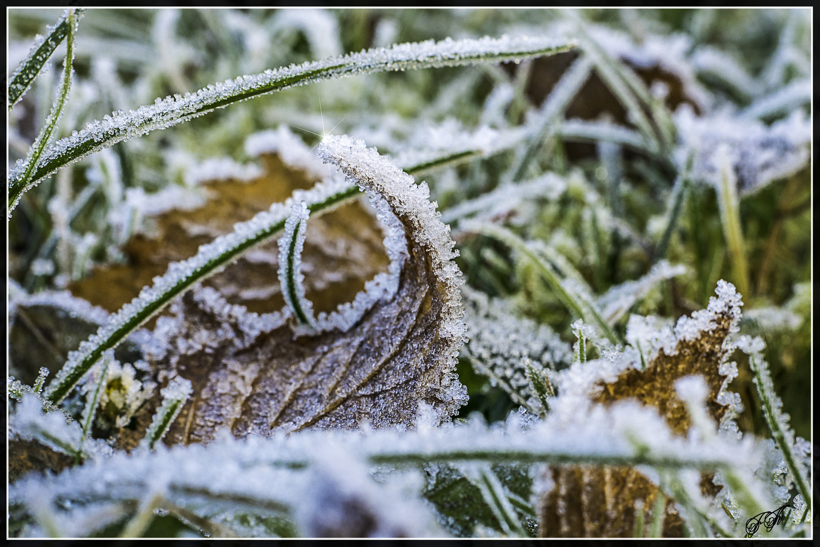 Frost