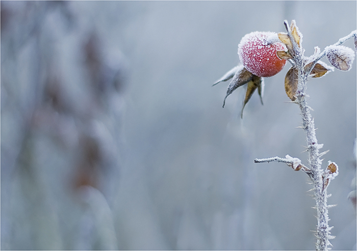 frost-frucht