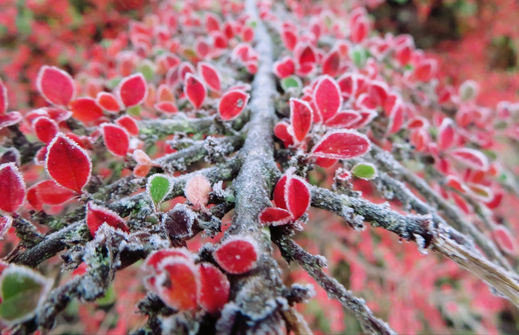 Frost gegen Frust