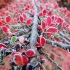 Frost gegen Frust