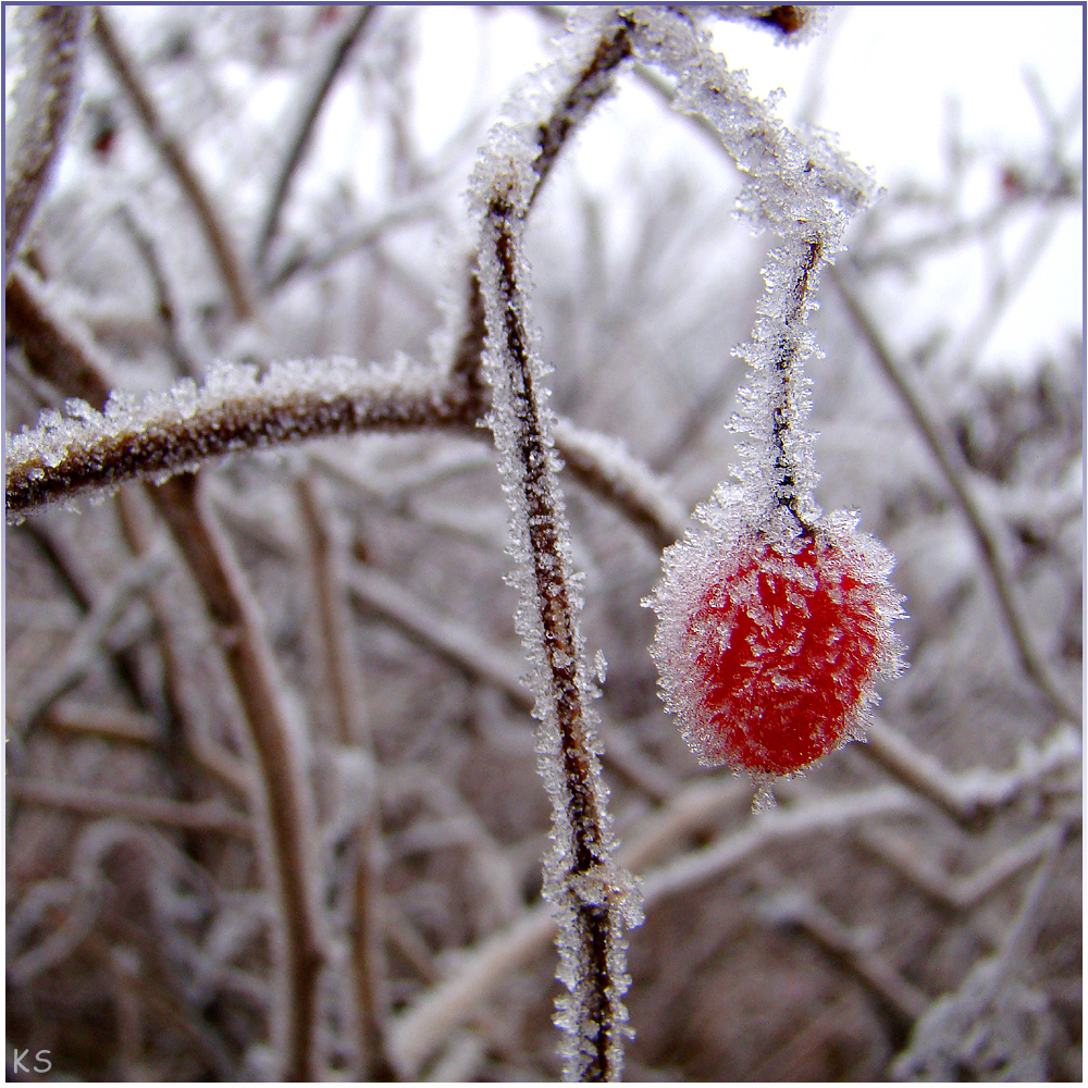 Frost-Hagebutte