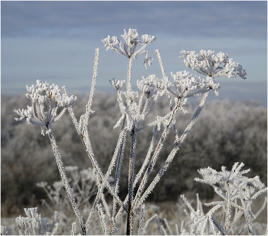 Frost I