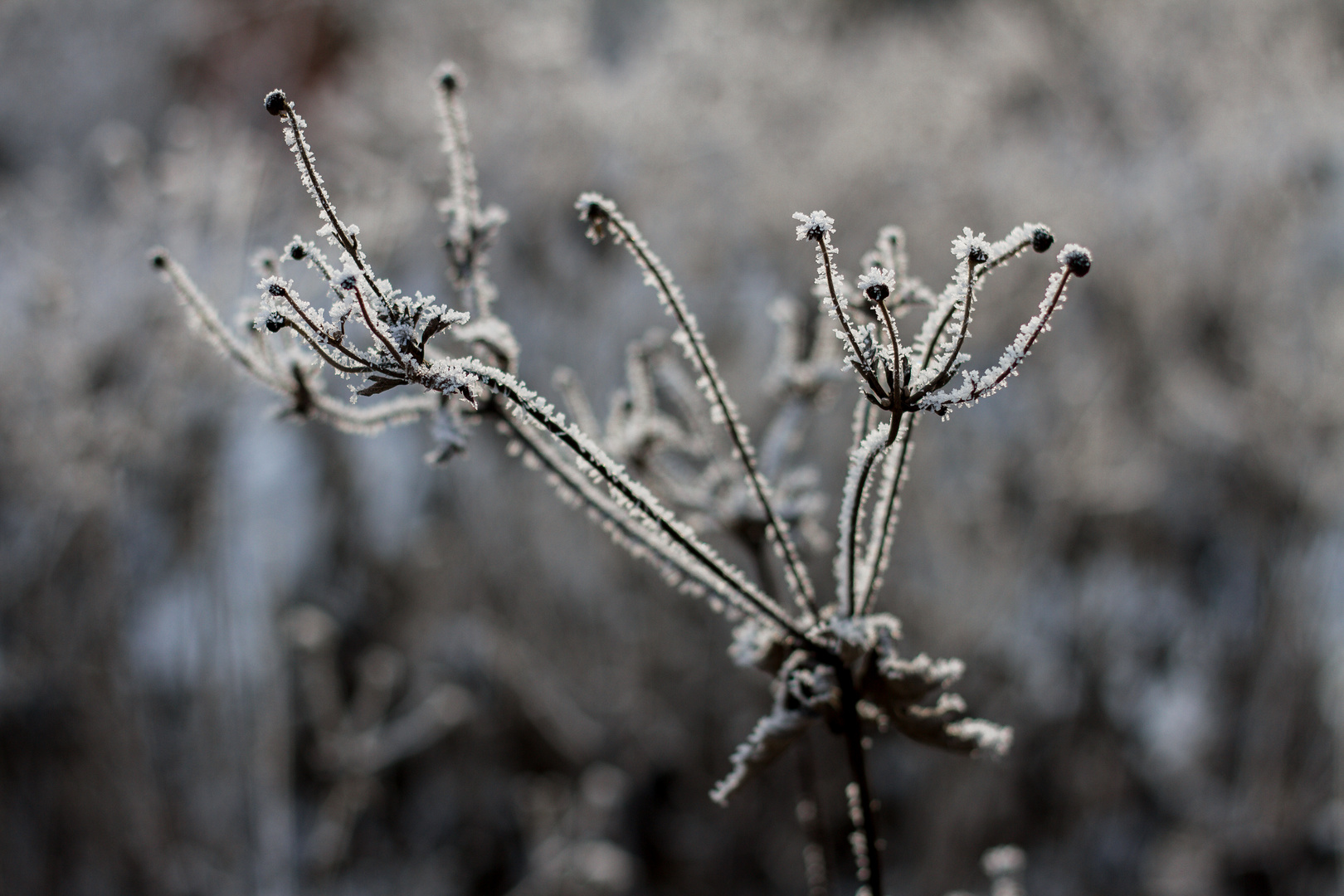 Frost I