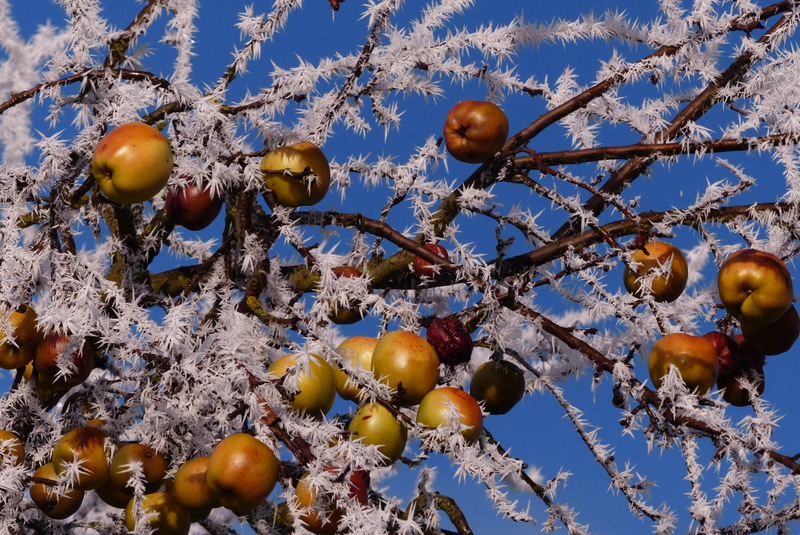 Frost im Apfelbaum