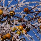 Frost im Apfelbaum