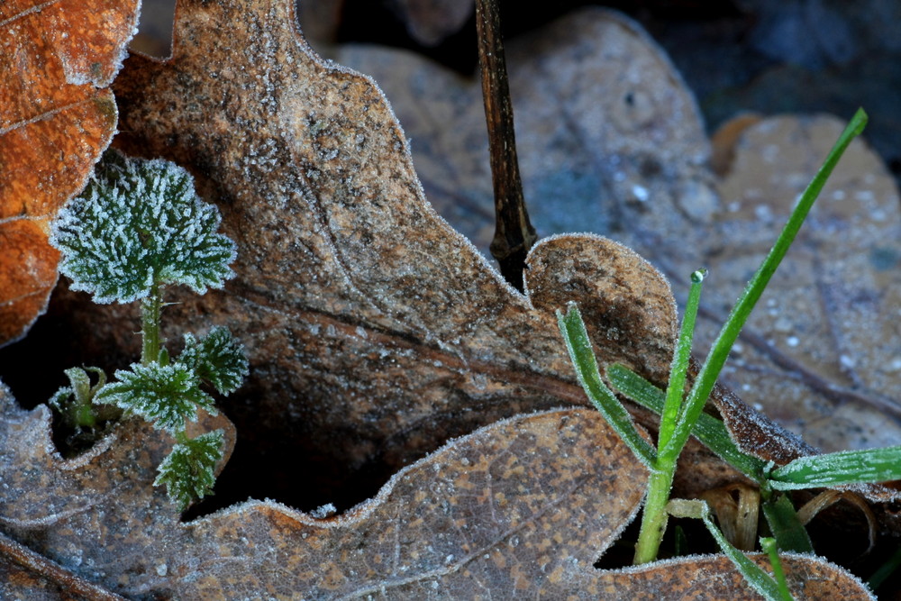 Frost im Eichenlaub