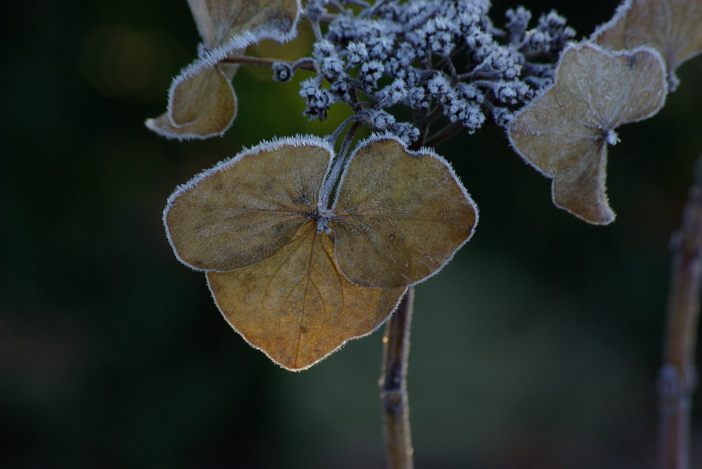 Frost im Garten