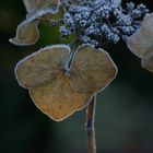 Frost im Garten