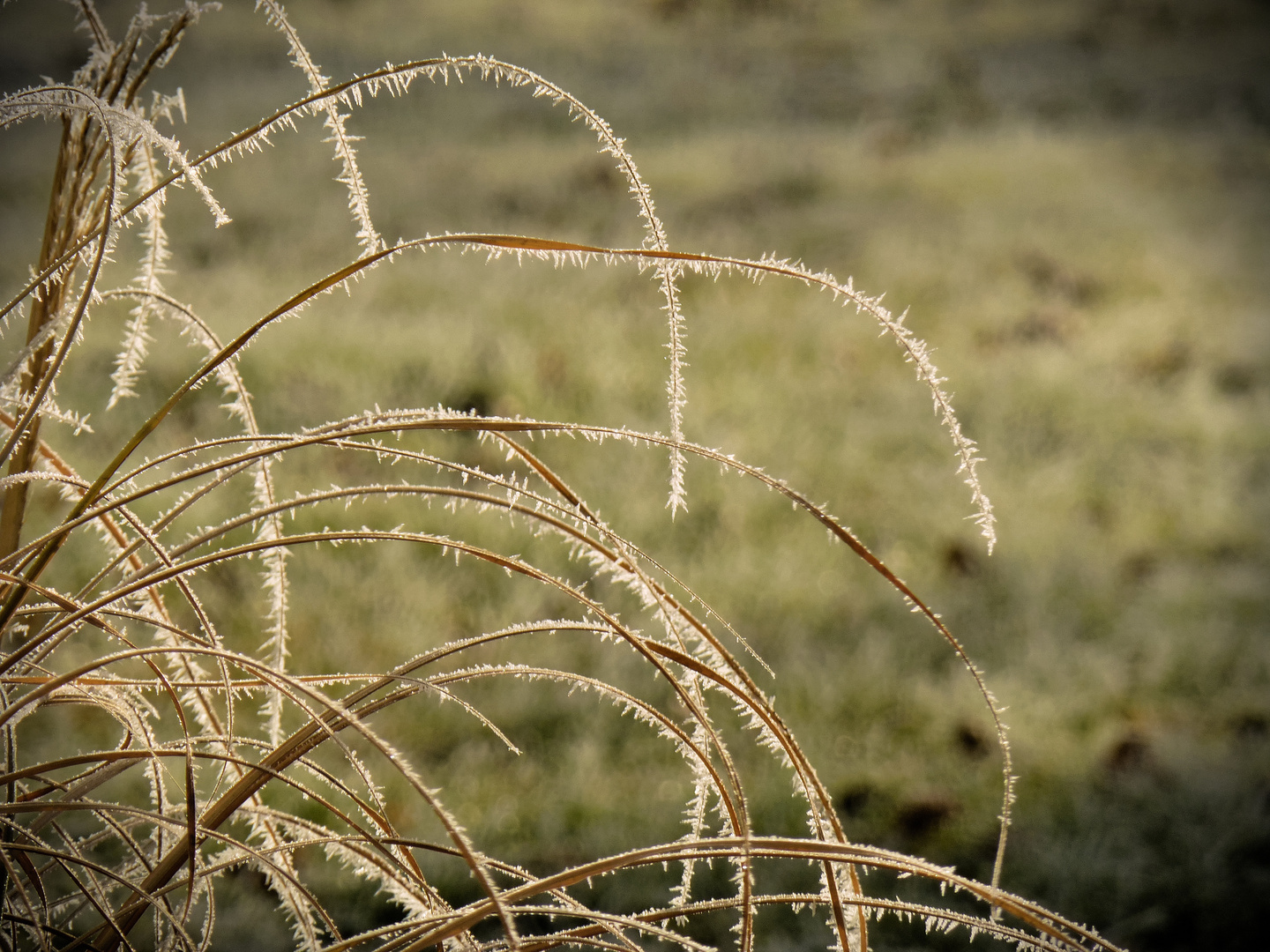 Frost im Garten