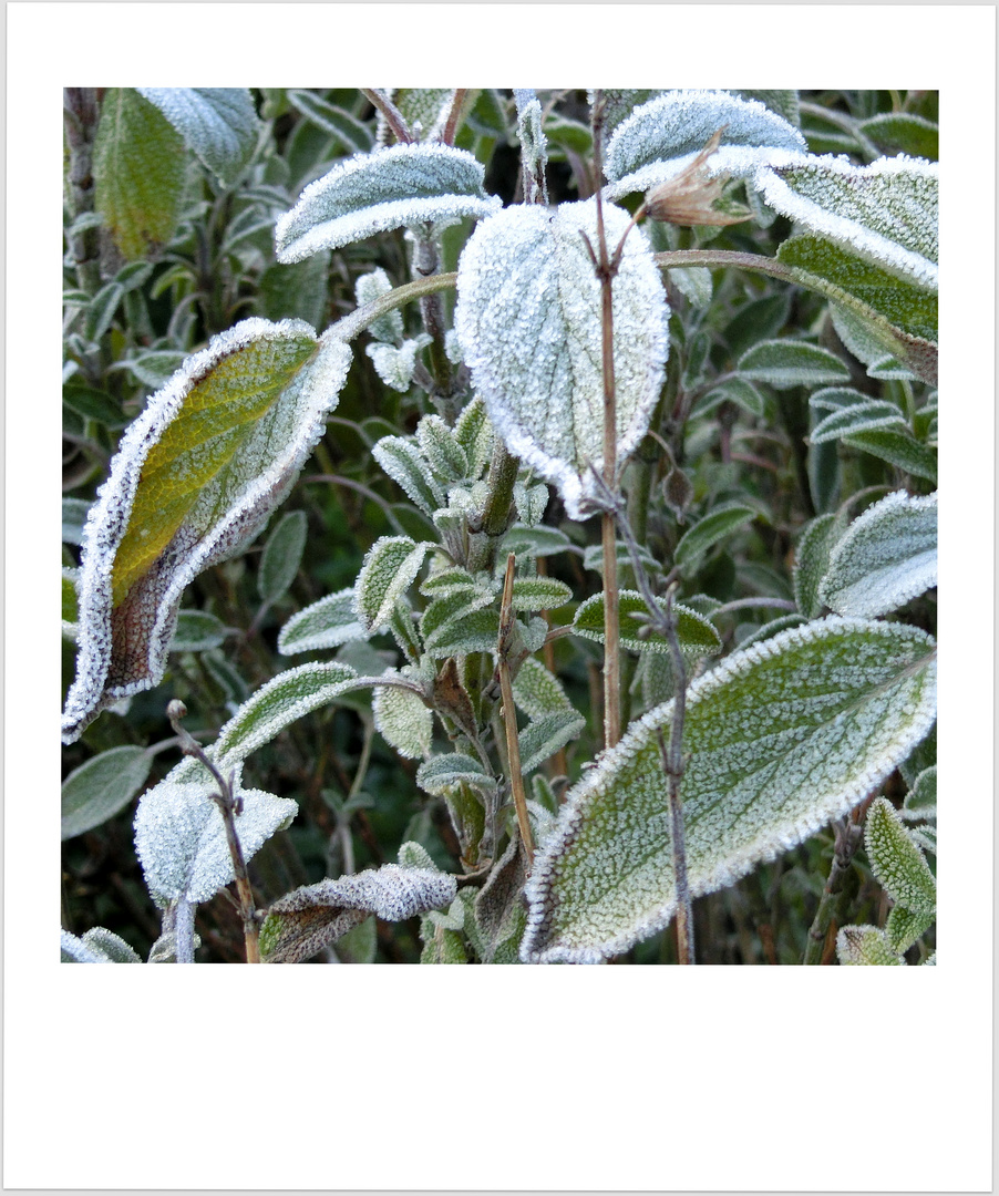 Frost im Garten...