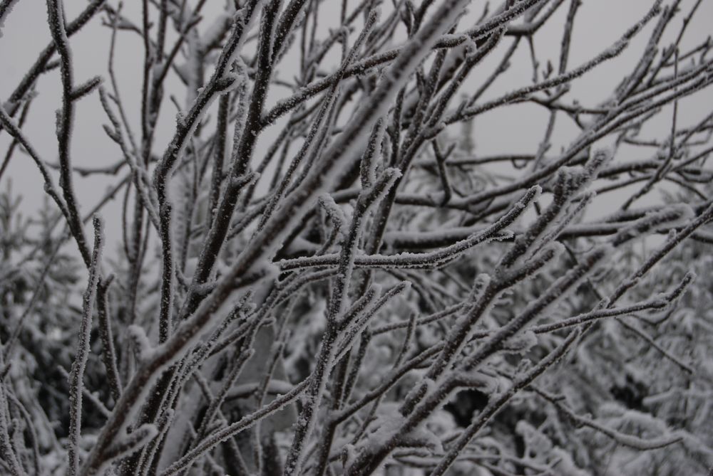 Frost im Geäst