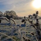 Frost im Gegenlicht