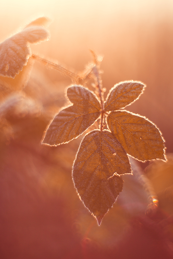 Frost im Gegenlicht