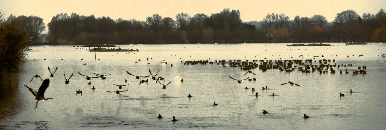 Frost im Januar 2024 - Wintergäste in den Rieselfeldern im Vintagelook