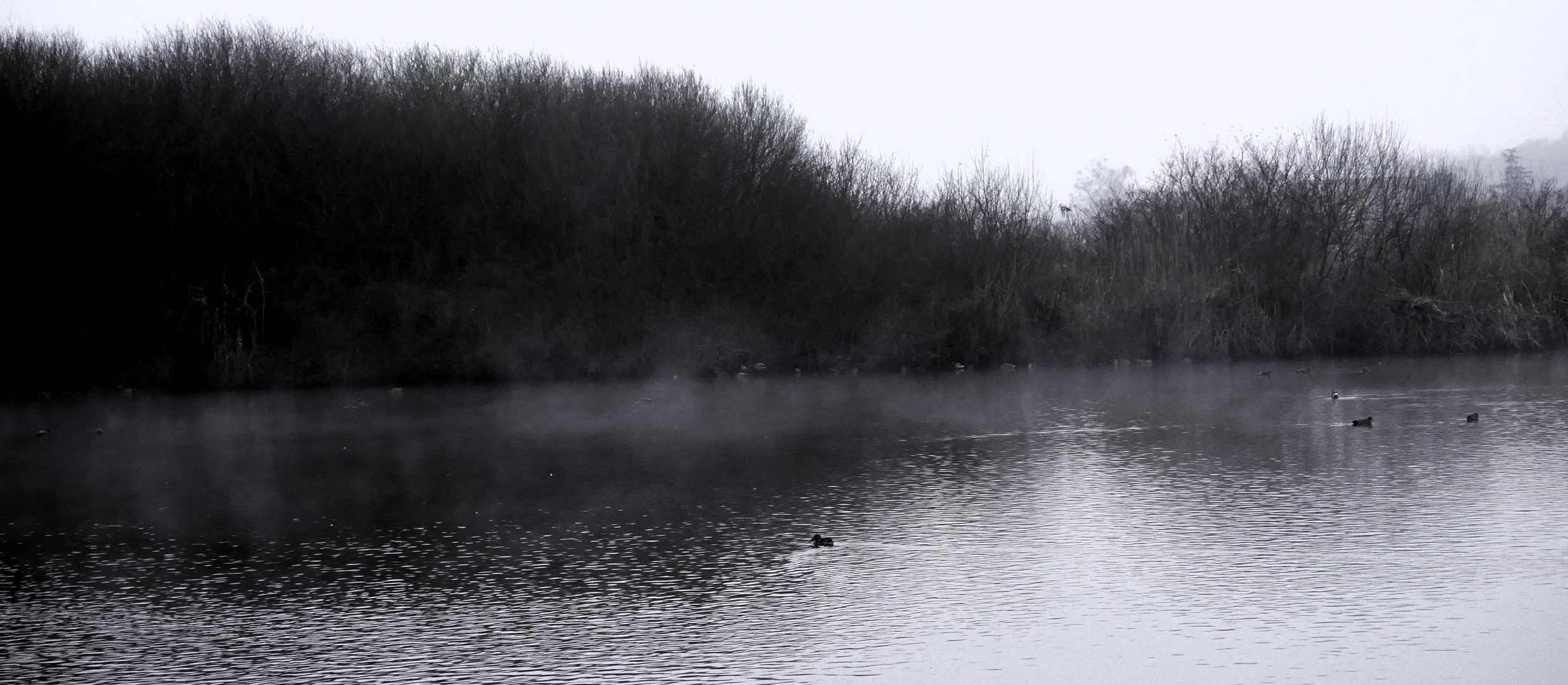 Frost im Januar - Die Rieselfelder im Nebel über den Poldern