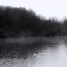 Frost im Januar - Die Rieselfelder im Nebel über den Poldern