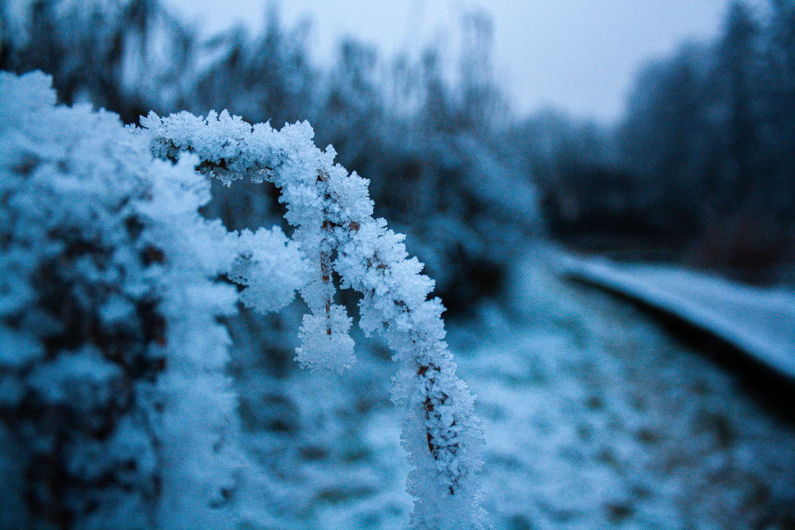 Frost im Moor