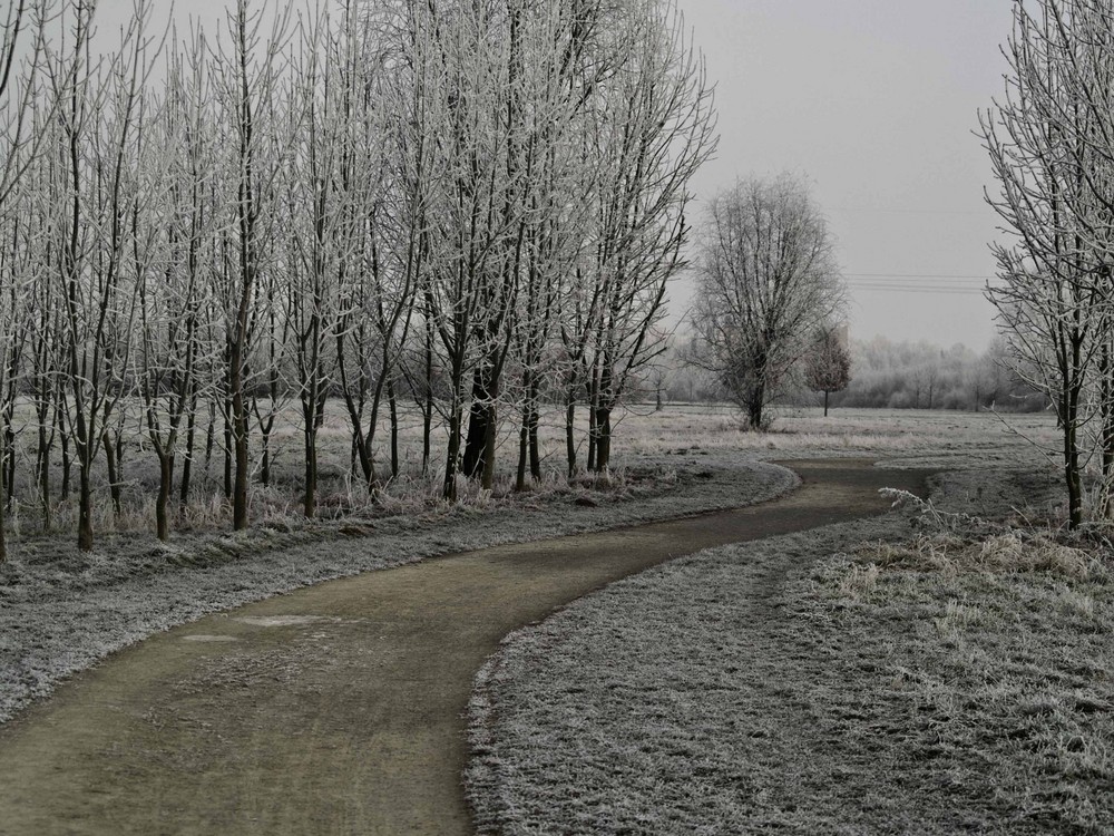 Frost im Park