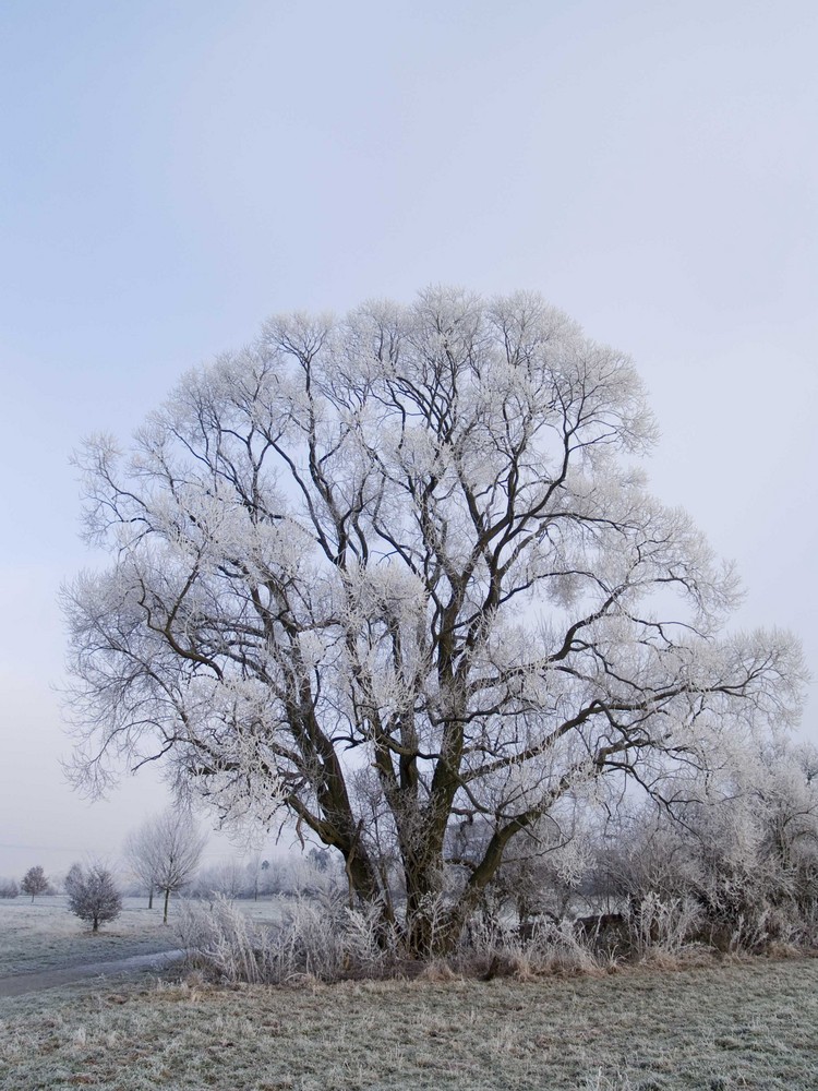 Frost im Park III