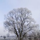 Frost im Park III