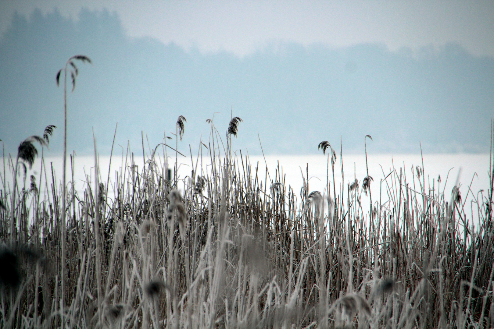 Frost im Schilf