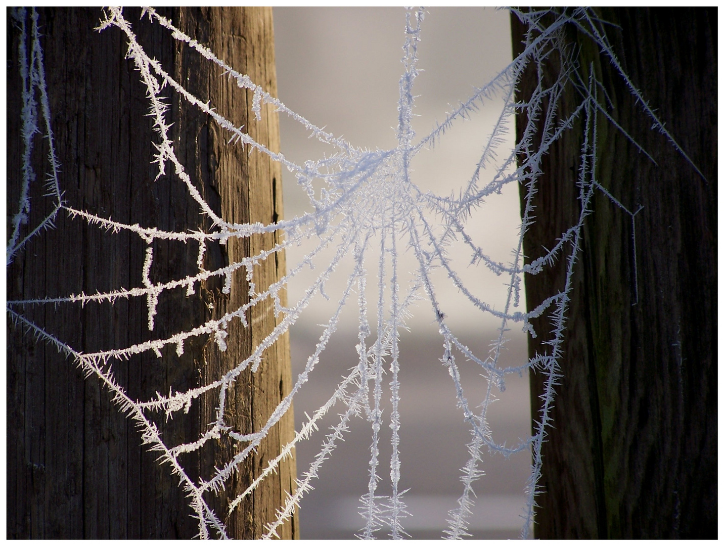 Frost im Spinnennetz