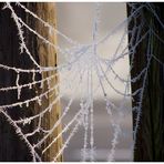 Frost im Spinnennetz