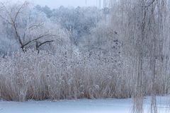 Frost im Teich
