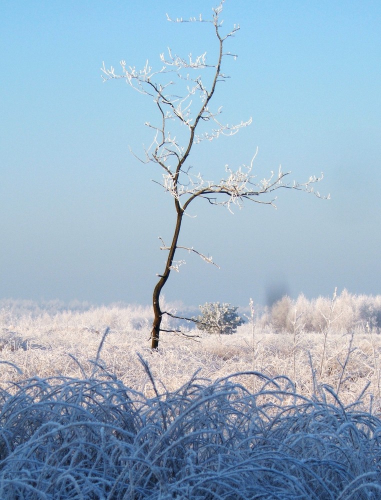 Frost im Venn