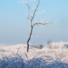 Frost im Venn