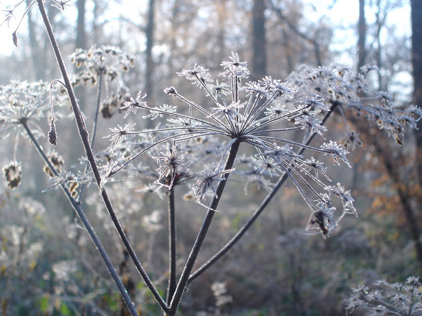 Frost im Wald