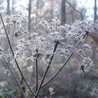 Frost im Wald