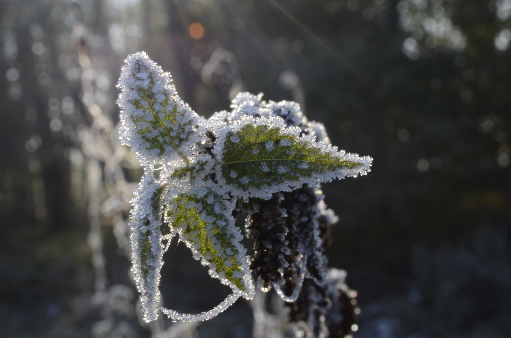 Frost im Wald