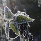 Frost im Wald