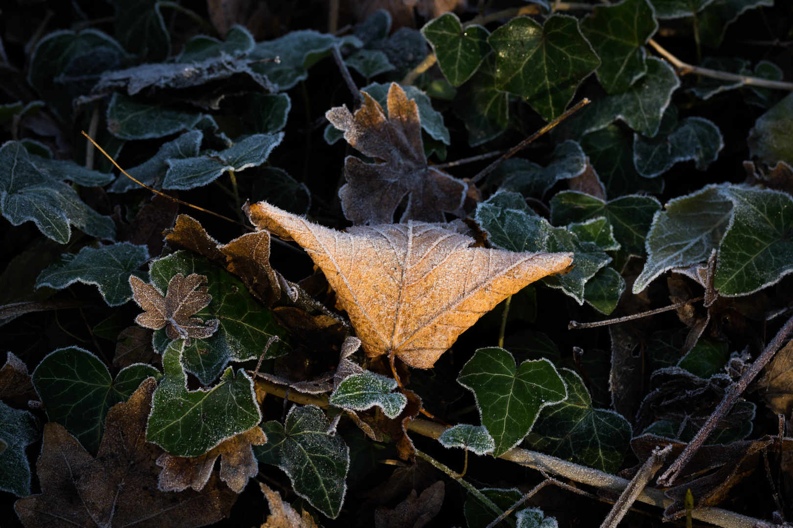 Frost im Wald