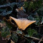 Frost im Wald