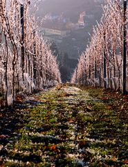 Frost im Weinberg I