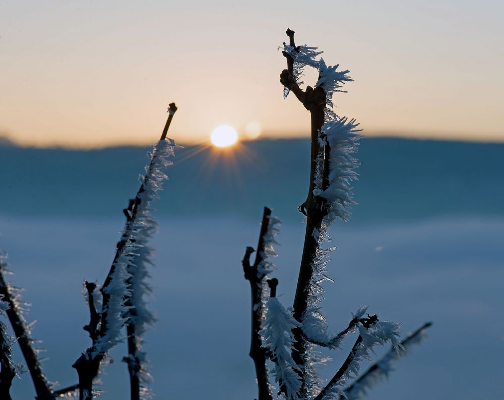 Frost im Weinberg III