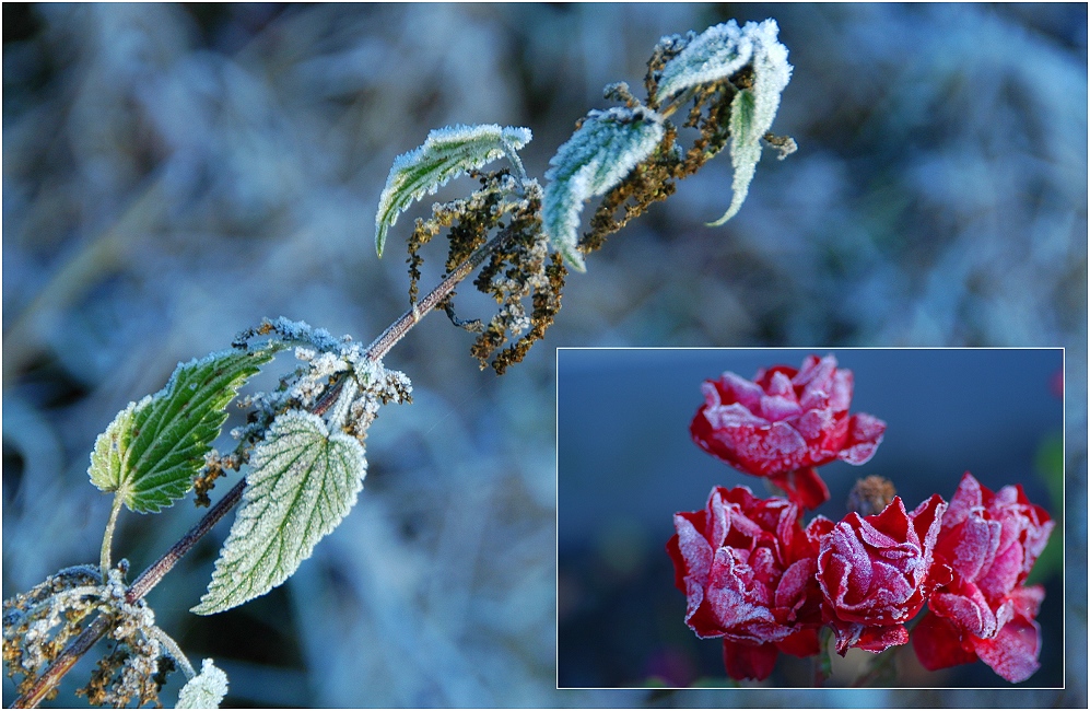 Frost in blau