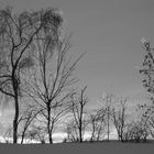 Frost in den Bäumen