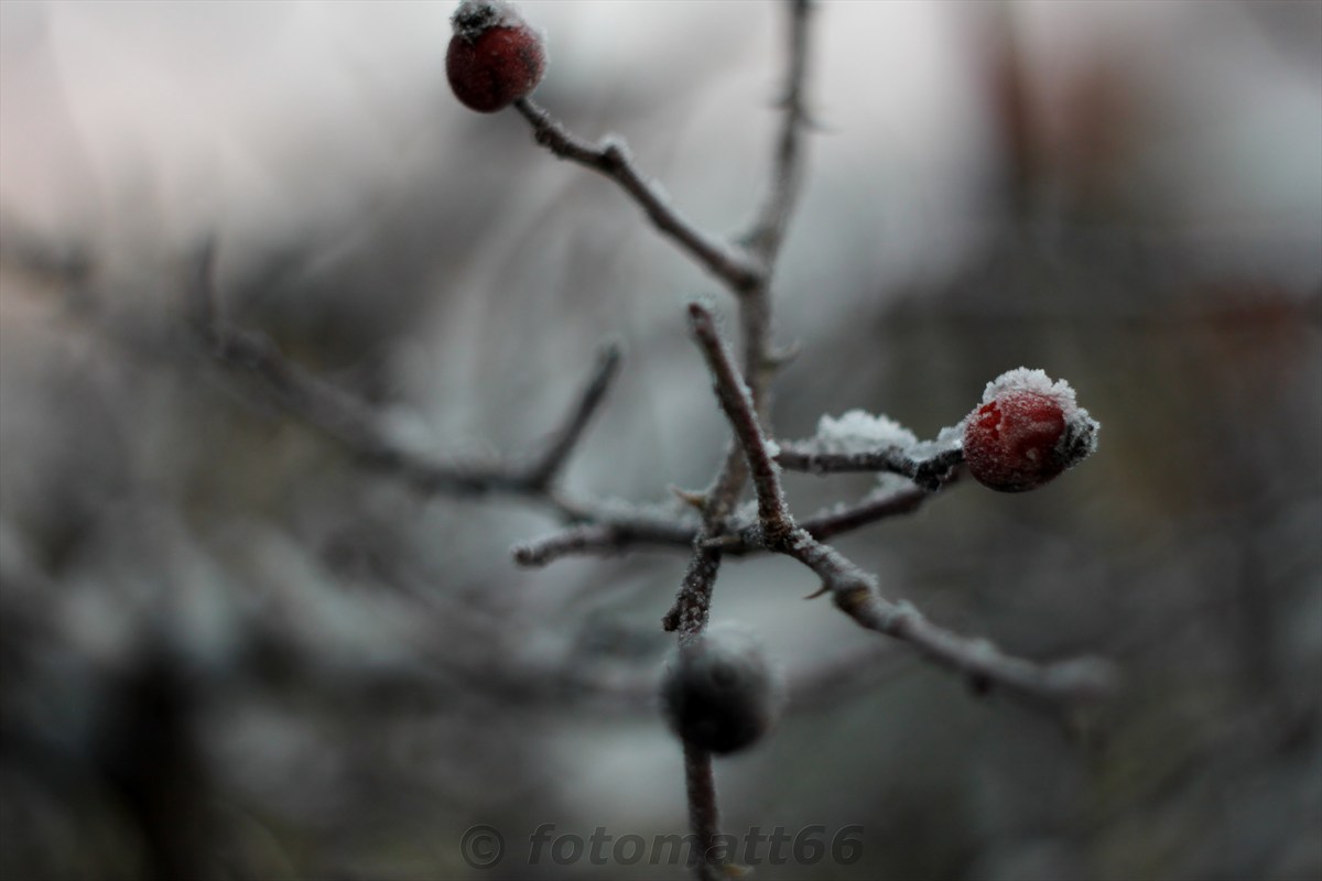 Frost in den frühen Stunden des Morgens (Bokeh)