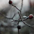 Frost in den frühen Stunden des Morgens (Bokeh)