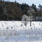 Frost in der Hirzelgegend