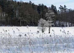 Frost in der Hirzelgegend