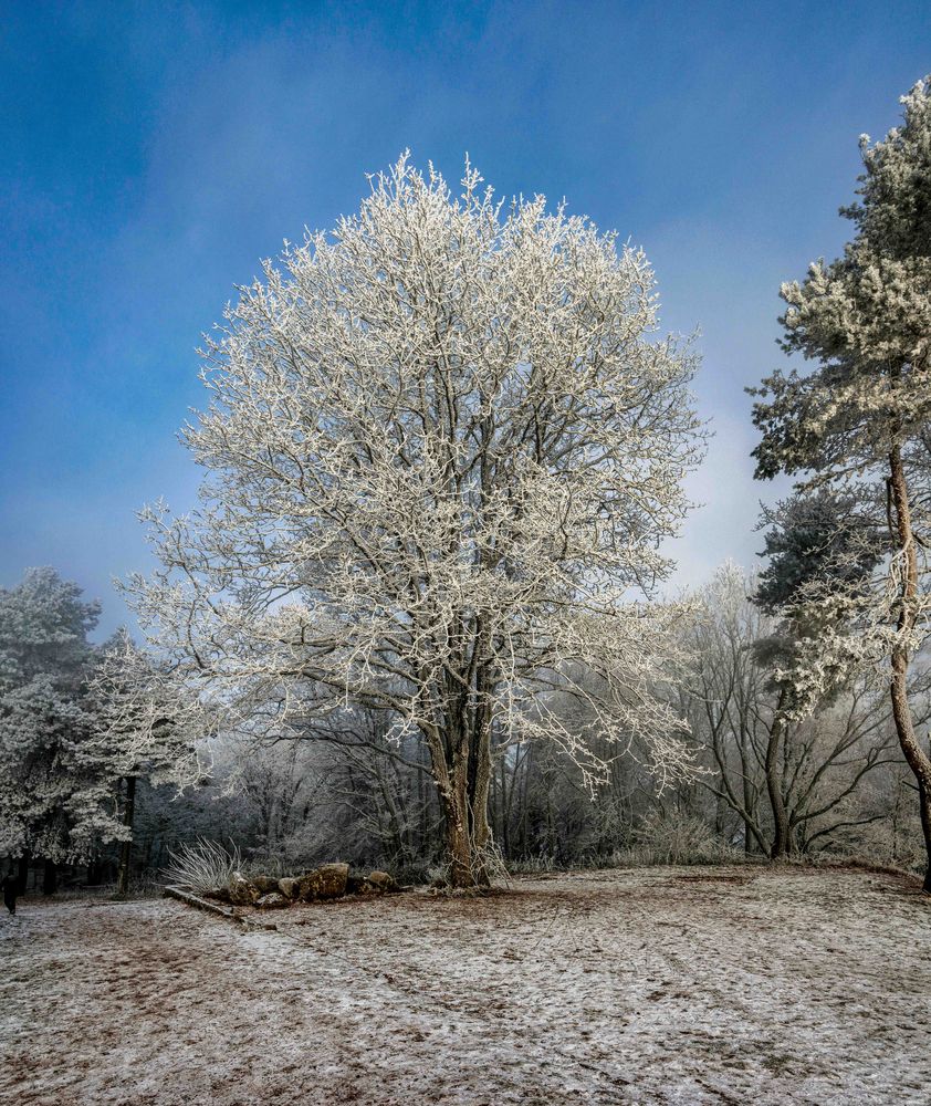 Frost in Farbe