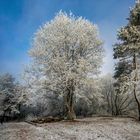 Frost in Farbe