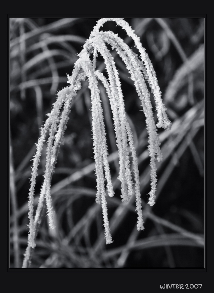 Frost in Garden