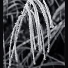 Frost in Garden