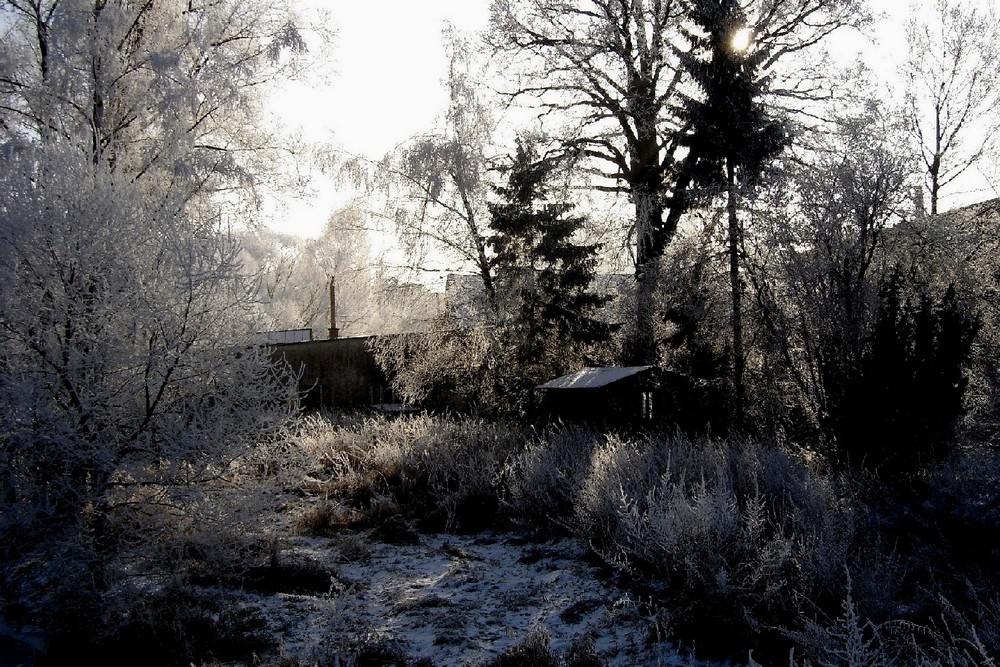 Frost in seitlichem Gegenlicht