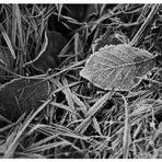 Frost in s/w